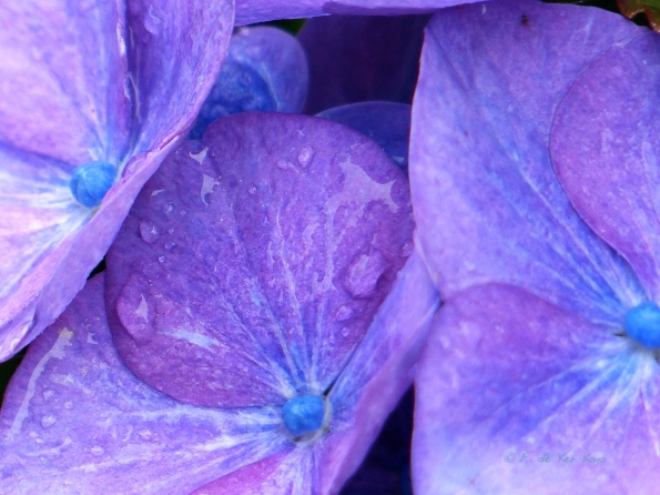 Blue and purple in the rain